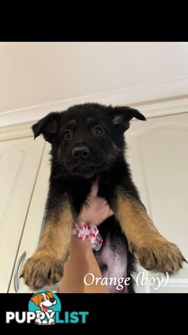 German Shepherd Puppies