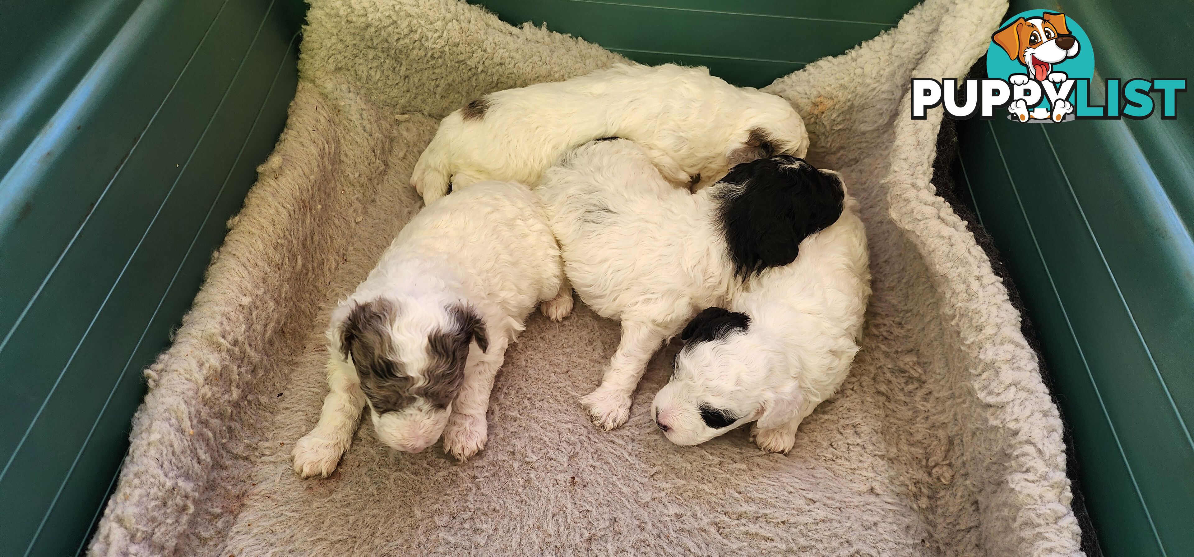 Parti Toy Poodles for Sale