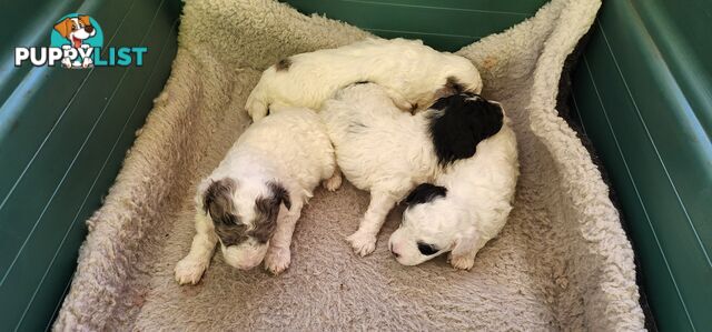 Parti Toy Poodles for Sale