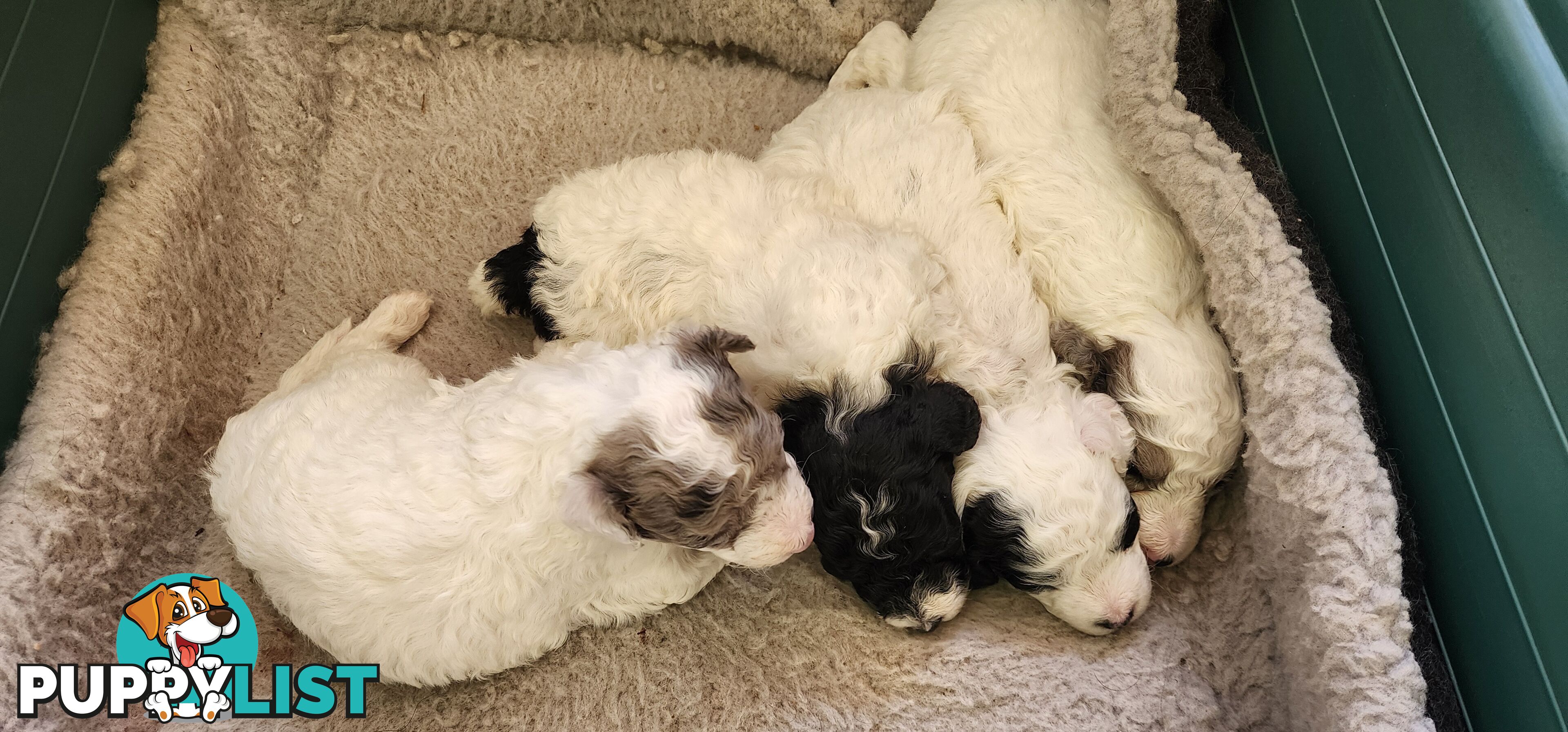 Parti Toy Poodles for Sale
