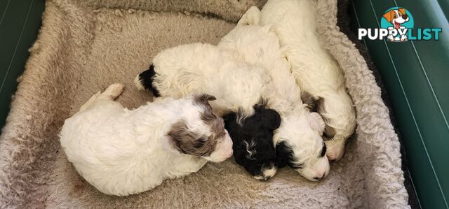 Parti Toy Poodles for Sale