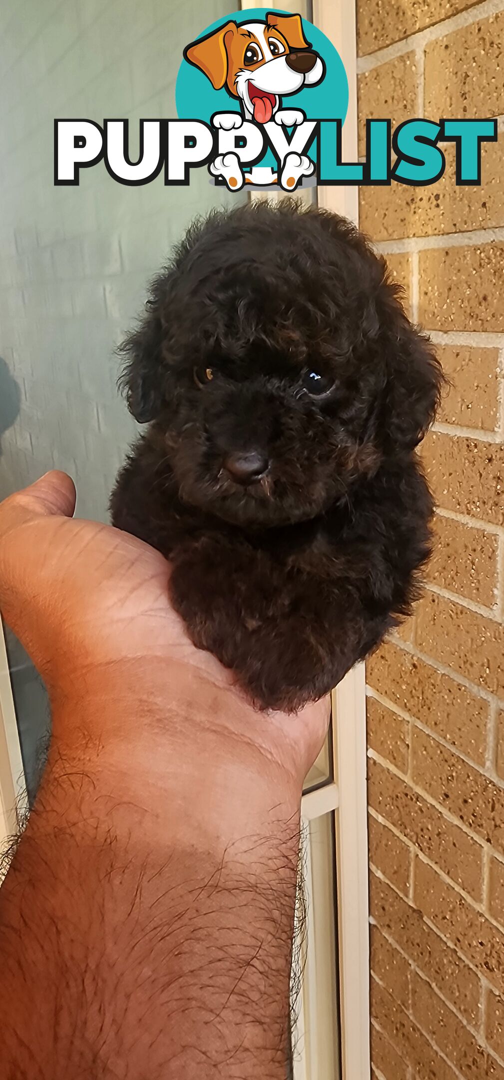 Tiny Toy Poodles for Sale