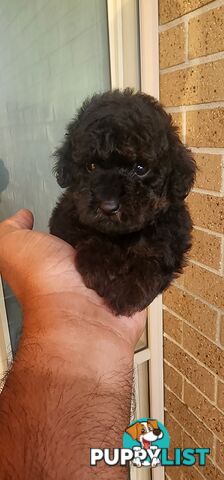 Tiny Toy Poodles for Sale