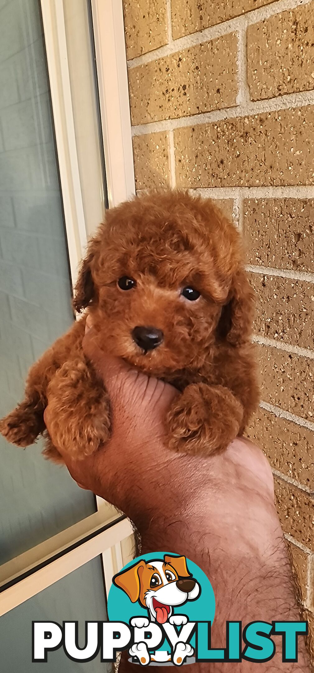 Tiny Toy Poodles for Sale