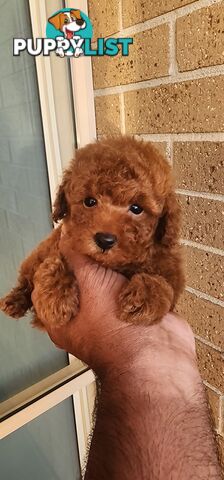 Tiny Toy Poodles for Sale