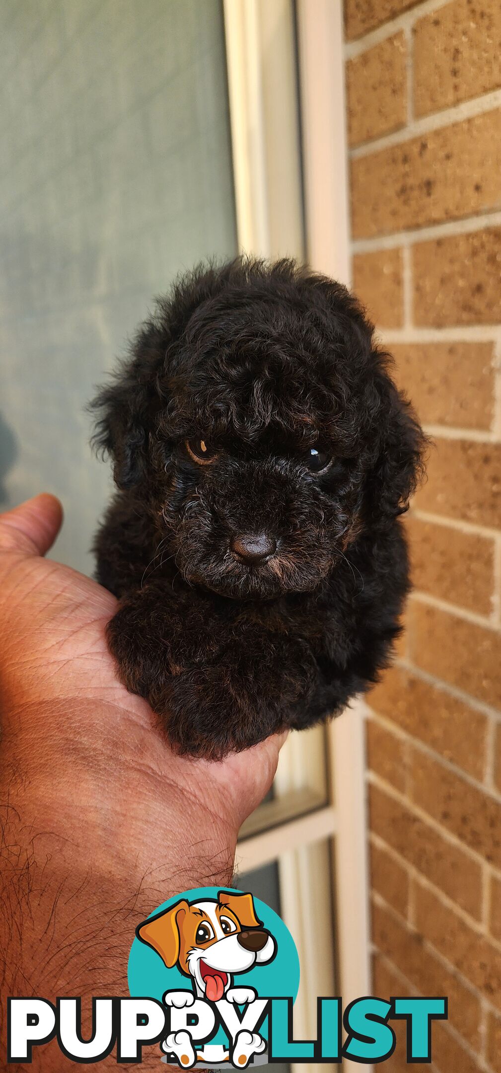 Tiny Toy Poodles for Sale