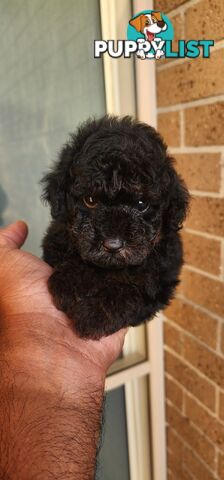 Tiny Toy Poodles for Sale