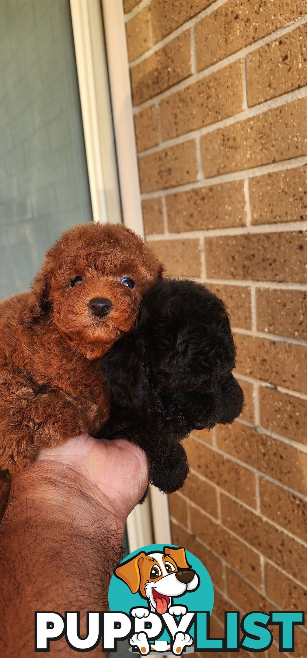 Tiny Toy Poodles for Sale