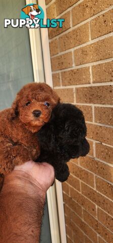 Tiny Toy Poodles for Sale