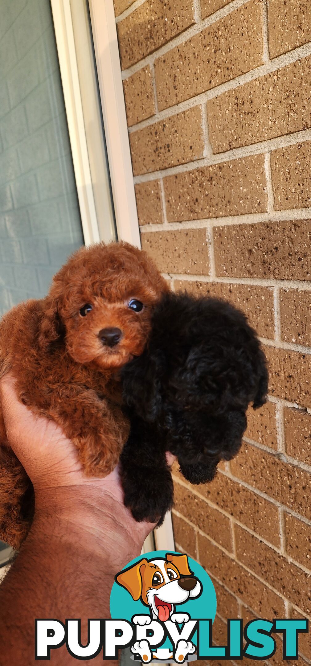 Tiny Toy Poodles for Sale