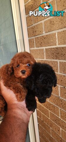 Tiny Toy Poodles for Sale