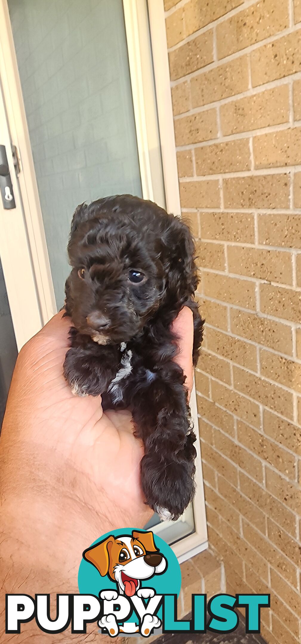 Tiny Toy Poodles for Sale