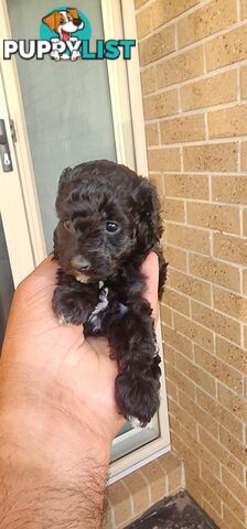 Tiny Toy Poodles for Sale