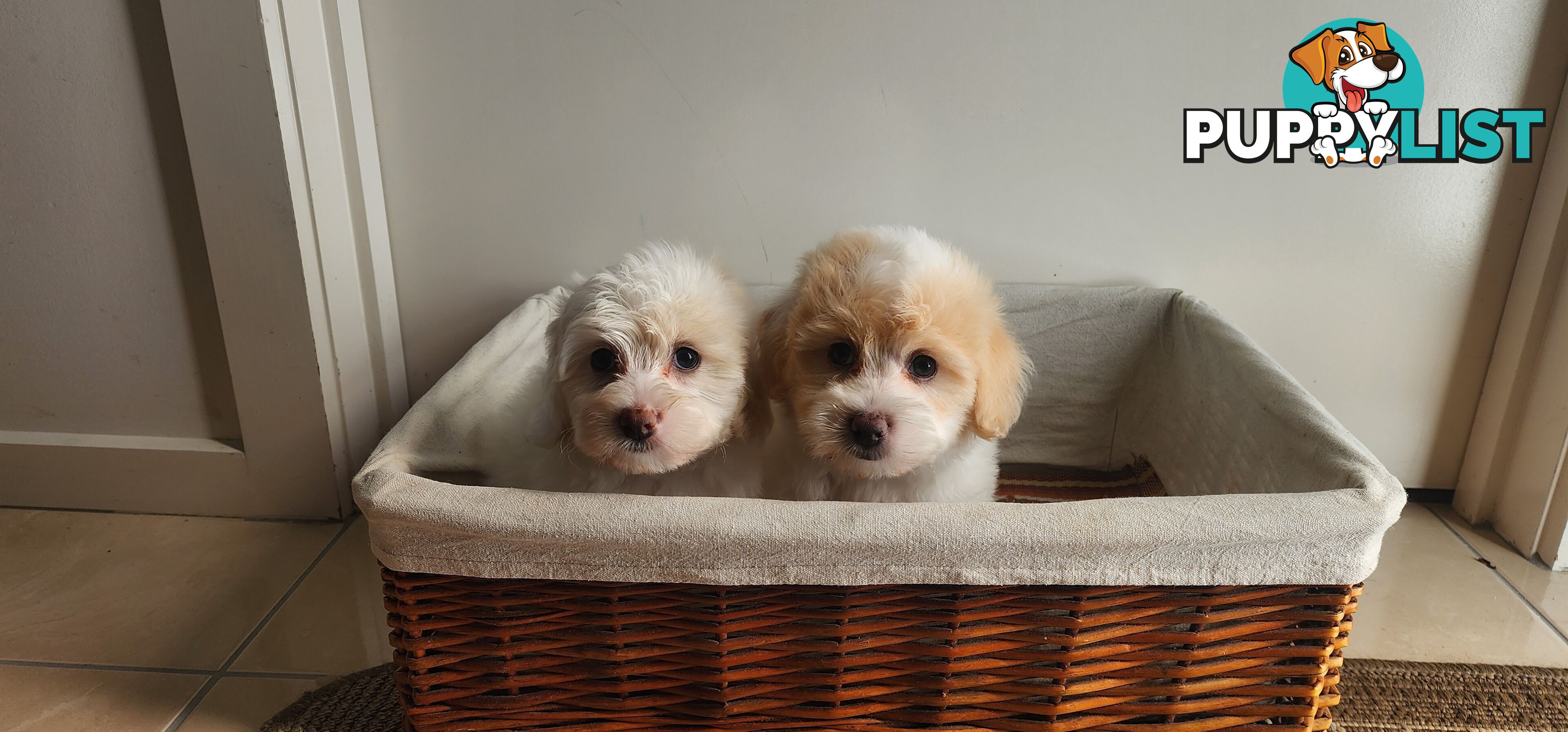 Bichoodle (bichon x toy poodle) for Sale