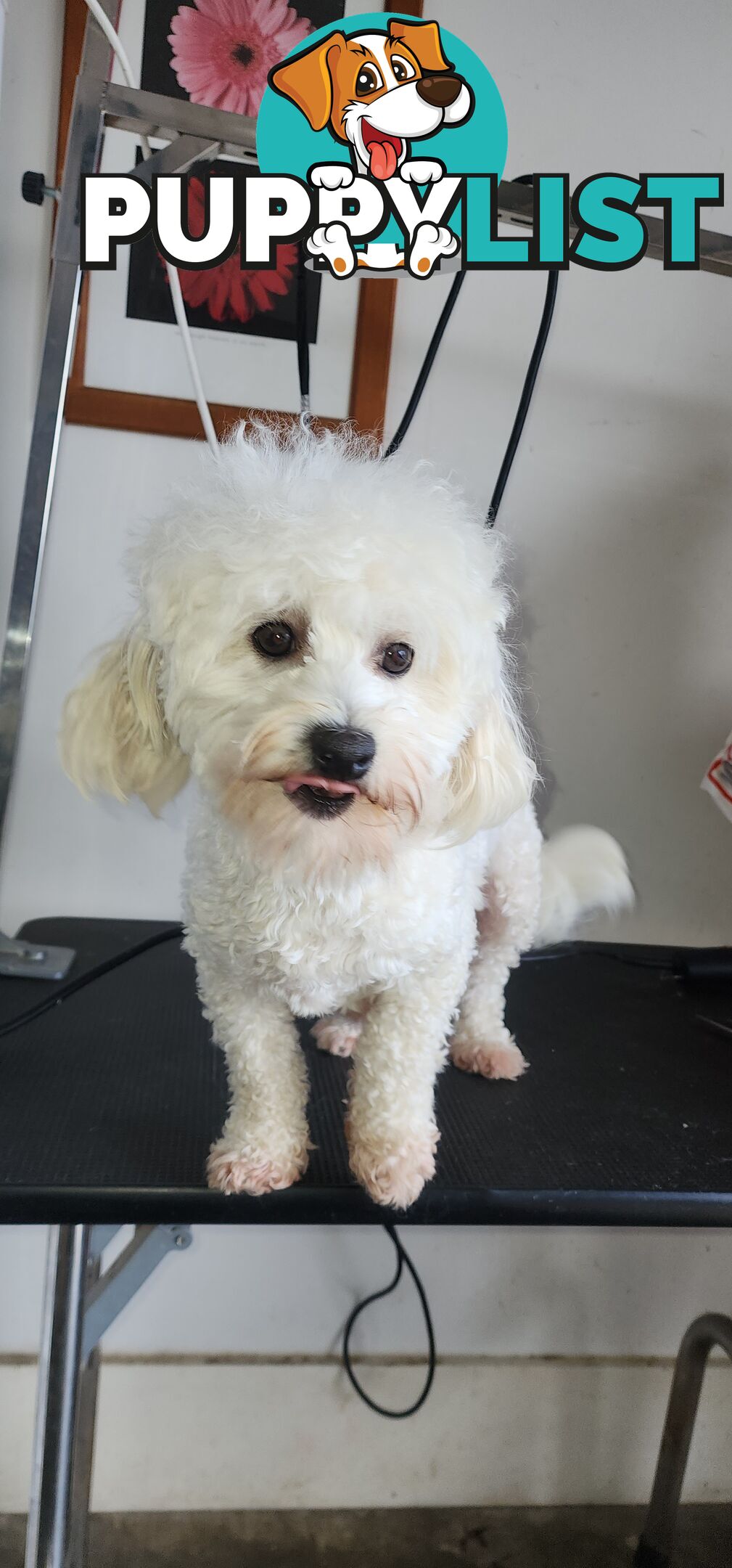 Bichoodle (bichon x toy poodle) for Sale