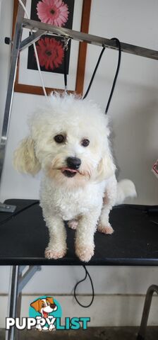 Bichoodle (bichon x toy poodle) for Sale