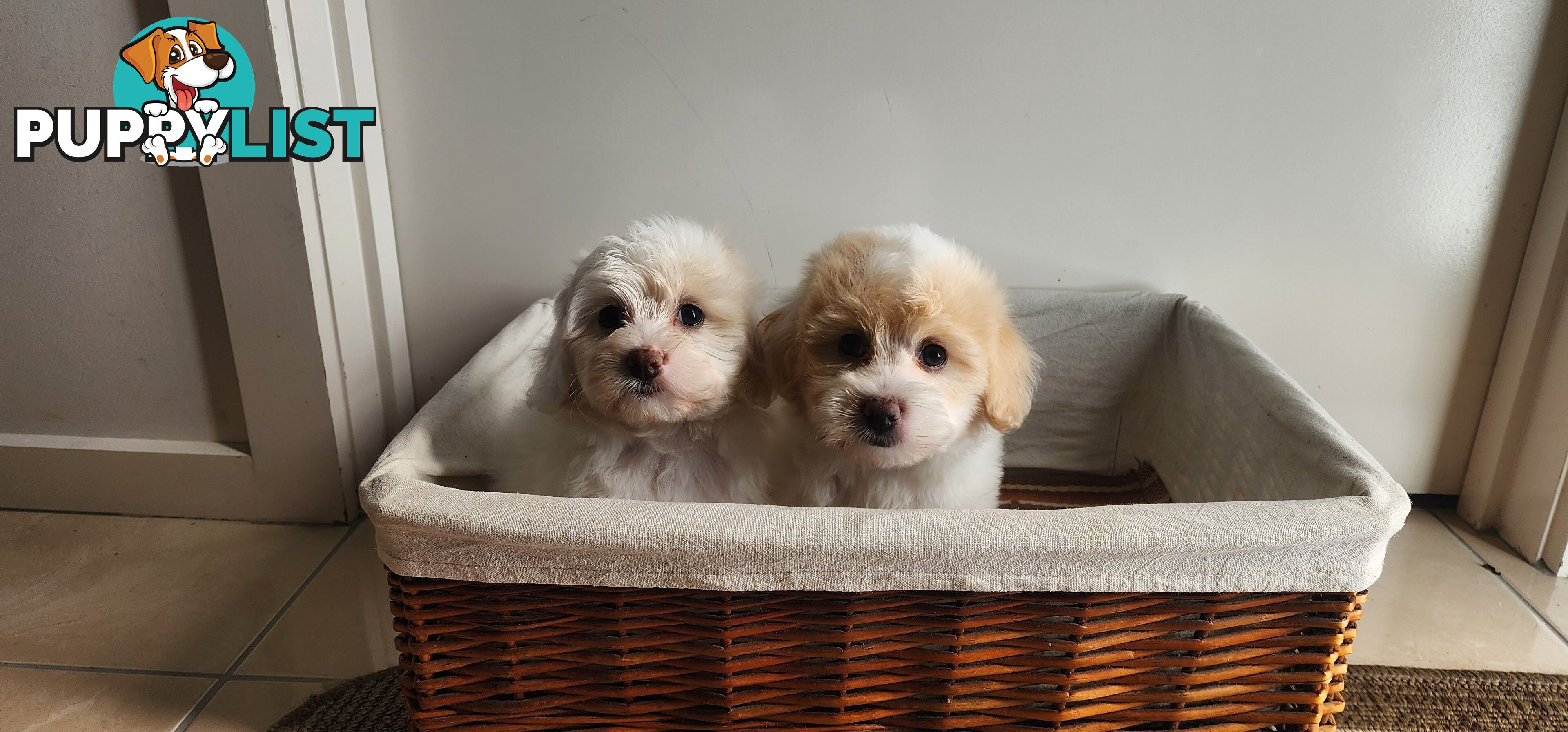 Bichoodle (bichon x toy poodle) for Sale