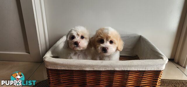 Bichoodle (bichon x toy poodle) for Sale