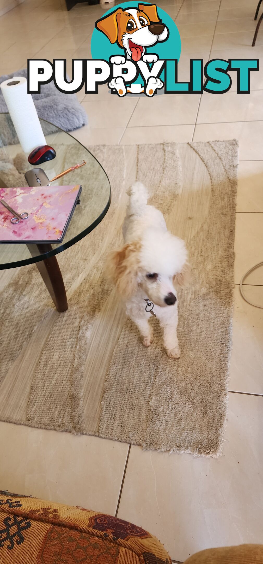 Bichoodle (bichon x toy poodle) for Sale