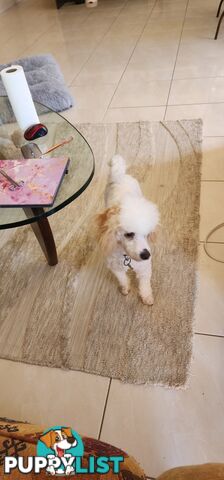 Bichoodle (bichon x toy poodle) for Sale