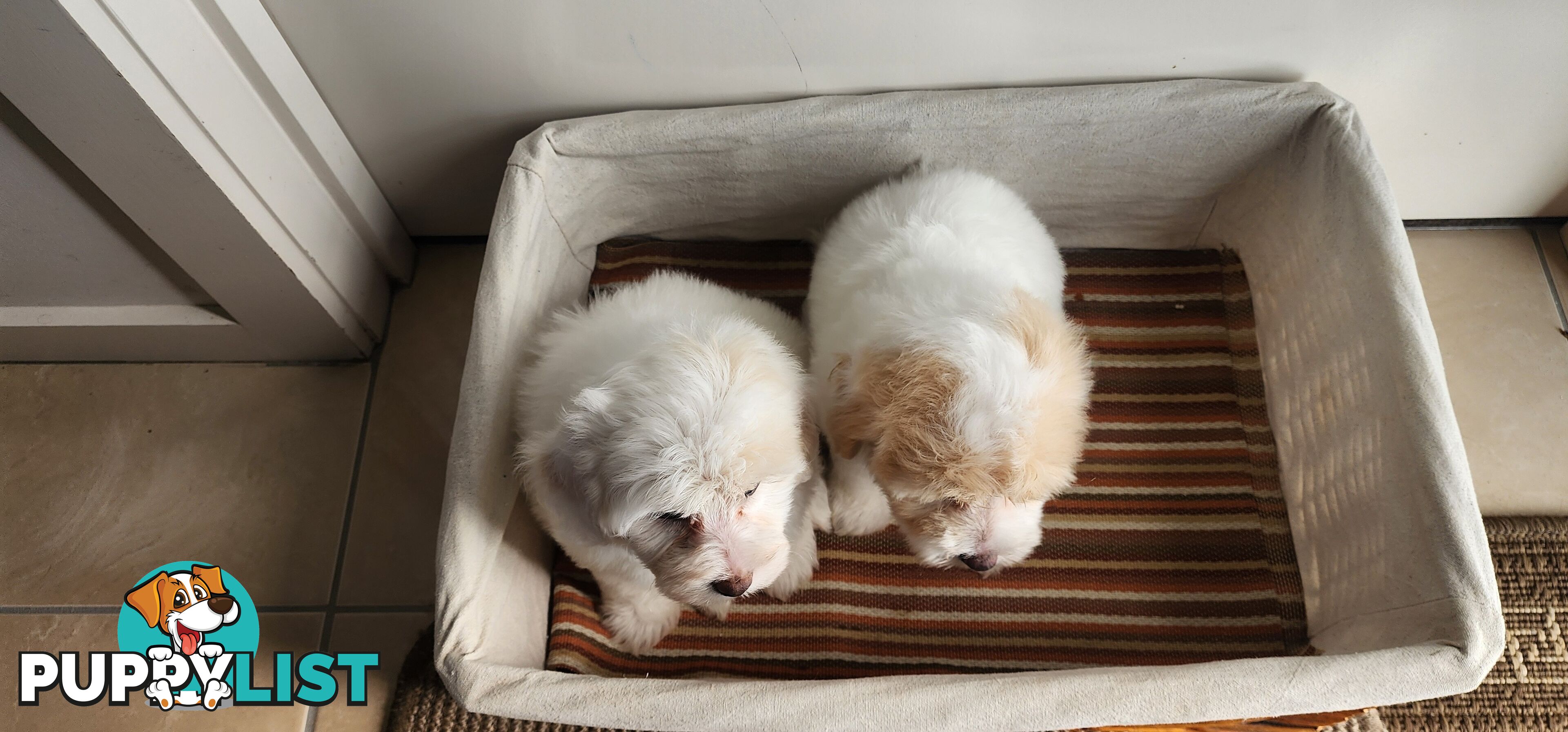 Bichoodle (bichon x toy poodle) for Sale