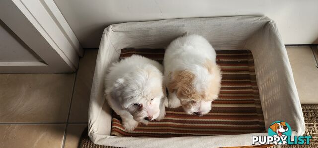 Bichoodle (bichon x toy poodle) for Sale