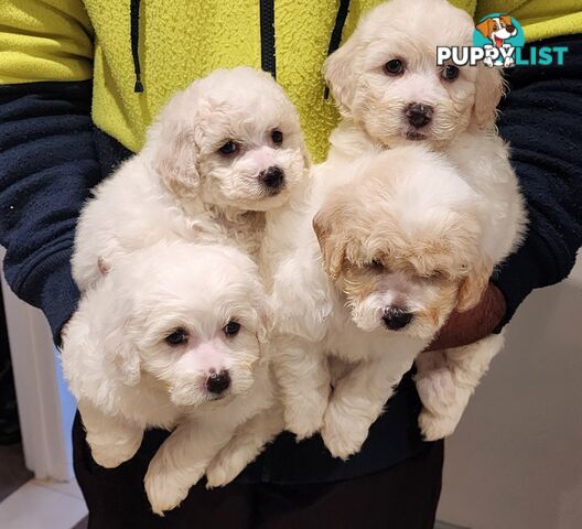 Bichon x Toy Poodle (Poochon) for Sale