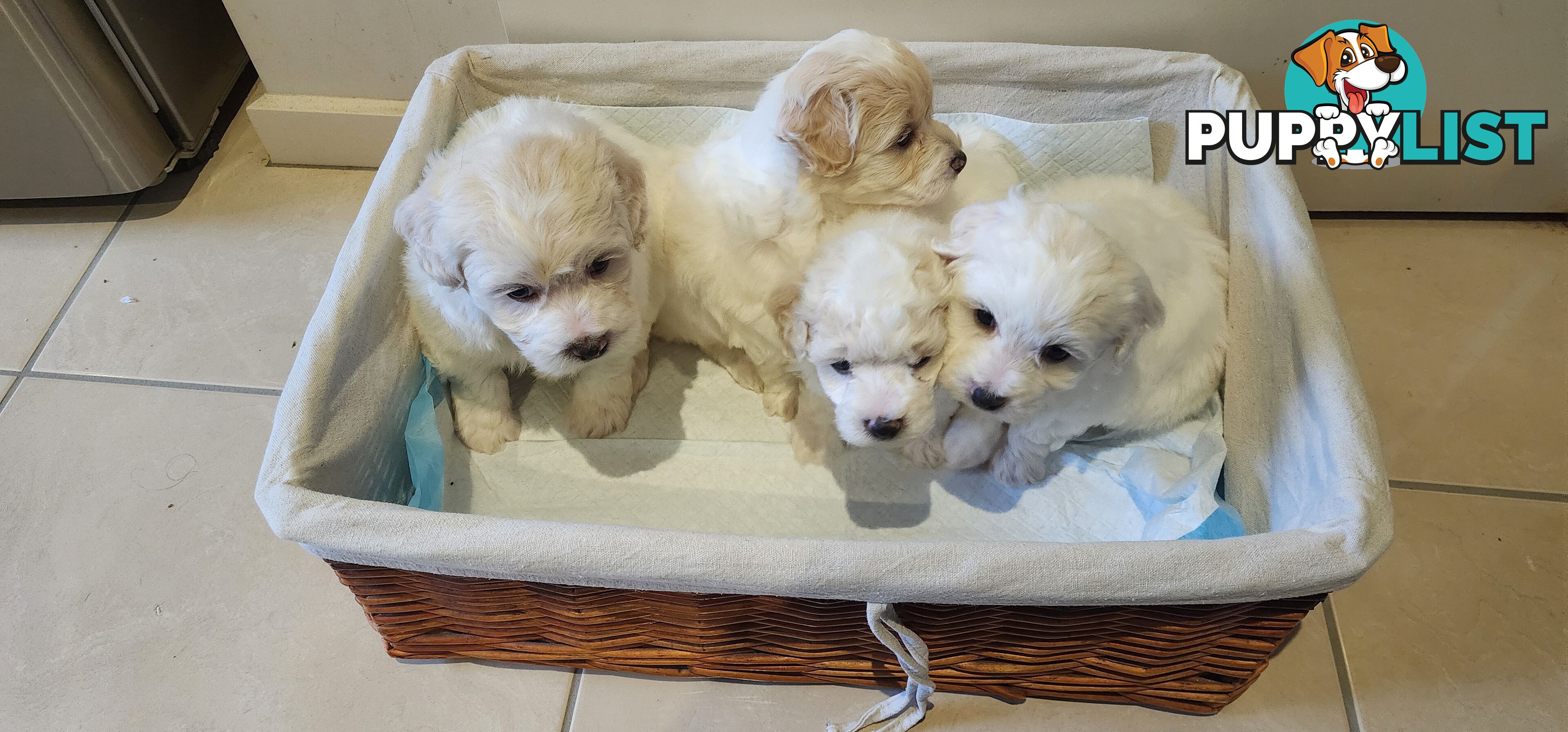 Bichon x Toy Poodle (Poochon) for Sale