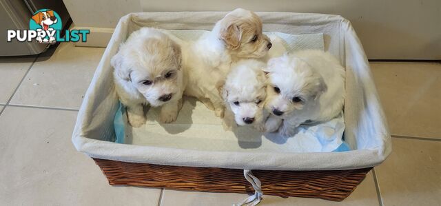 Bichon x Toy Poodle (Poochon) for Sale