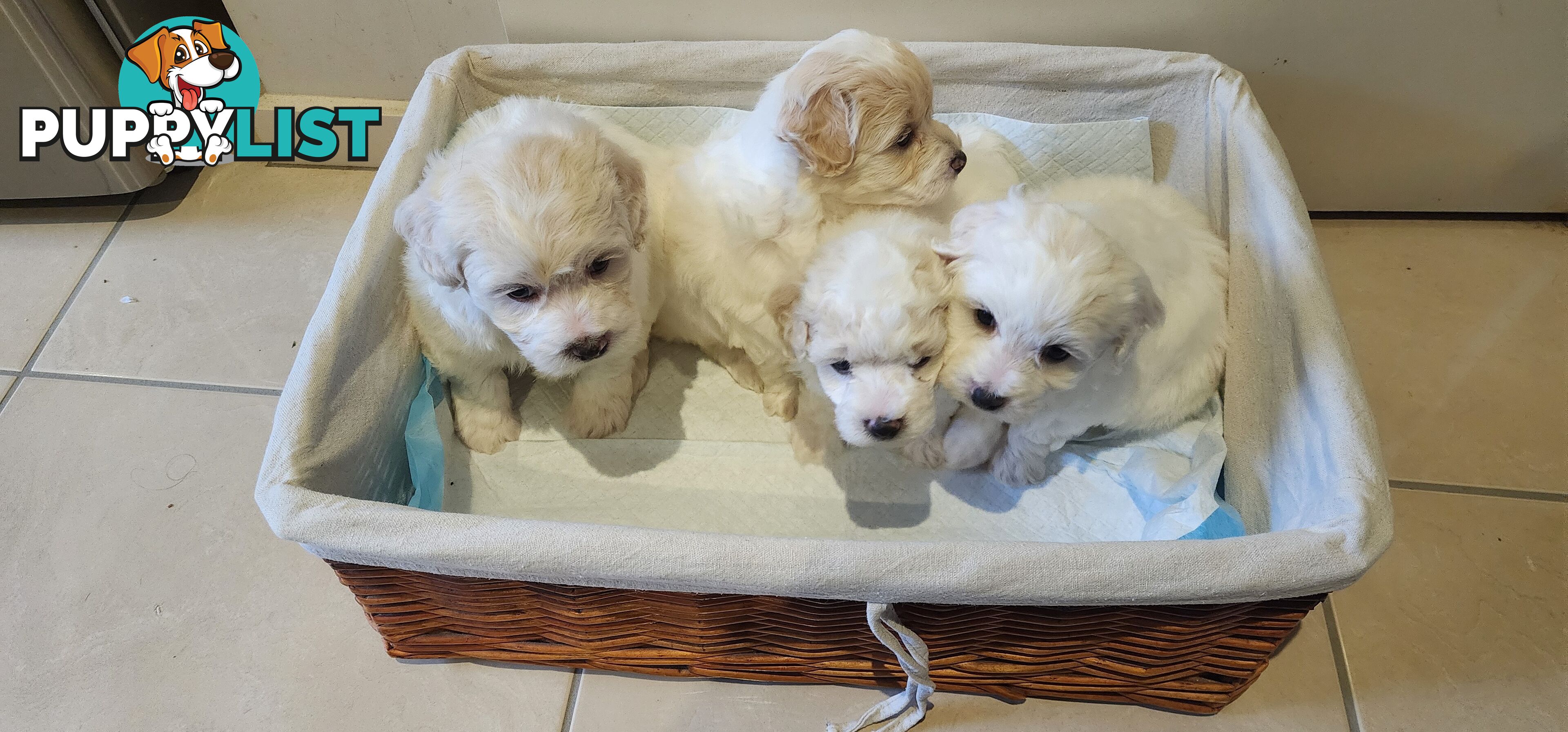 Bichon x Toy Poodle (Poochon) for Sale