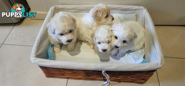 Bichon x Toy Poodle (Poochon) for Sale