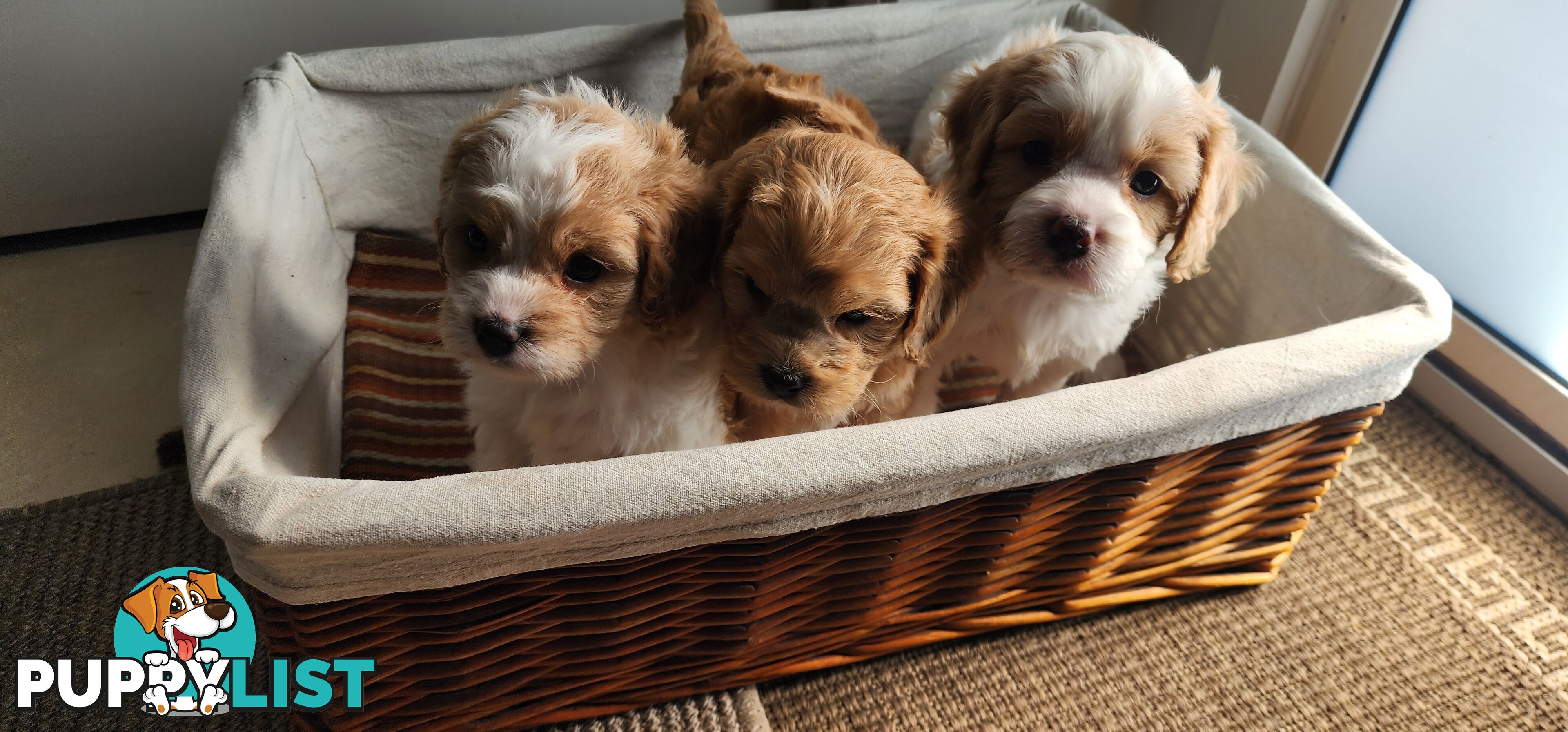 Cavoodles puppies for Sale