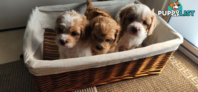 Cavoodles puppies for Sale