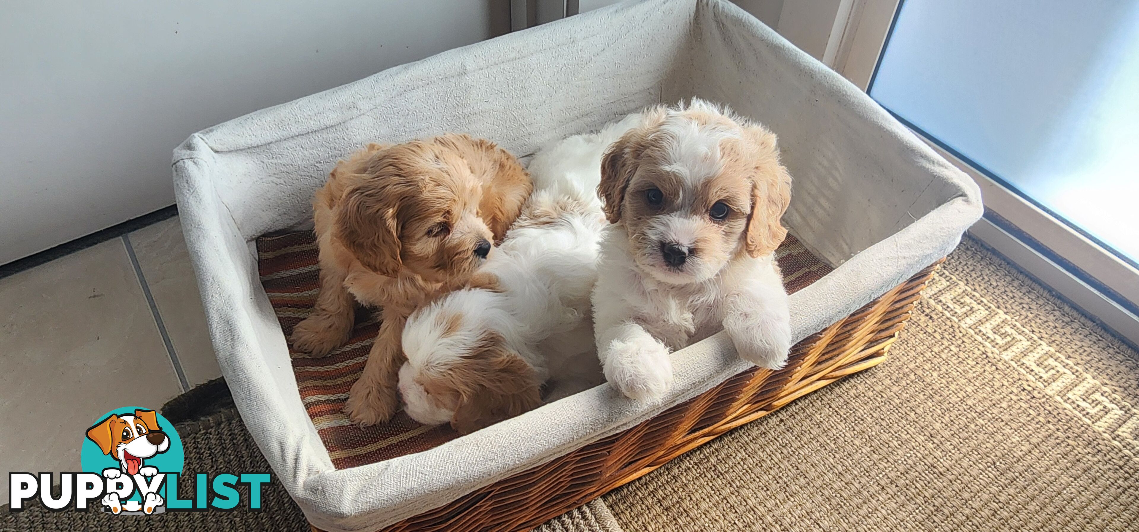 Cavoodles puppies for Sale