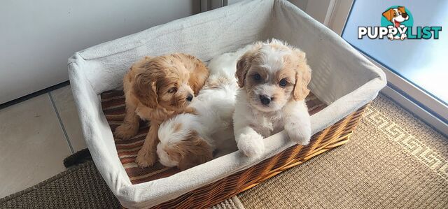 Cavoodles puppies for Sale