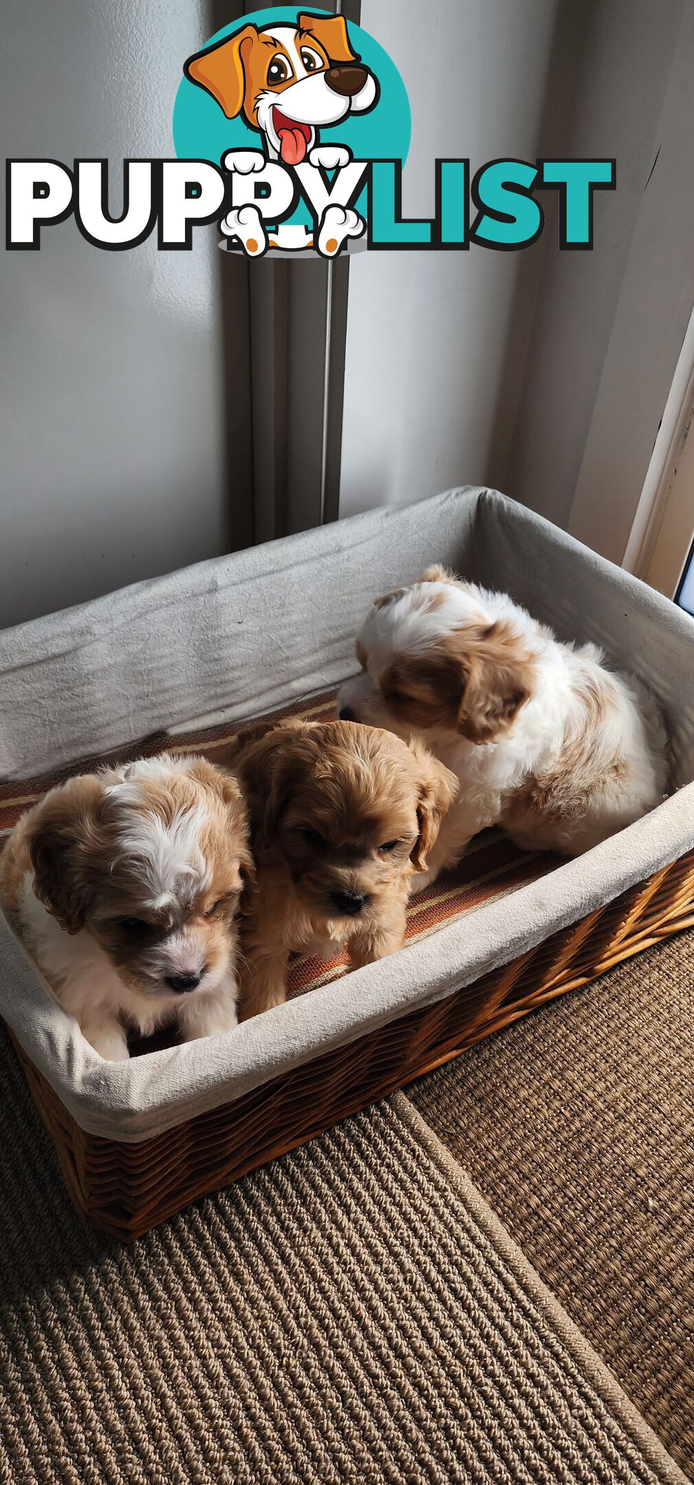 Cavoodles puppies for Sale