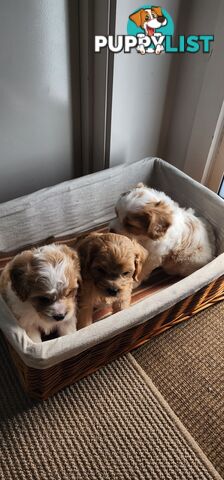 Cavoodles puppies for Sale