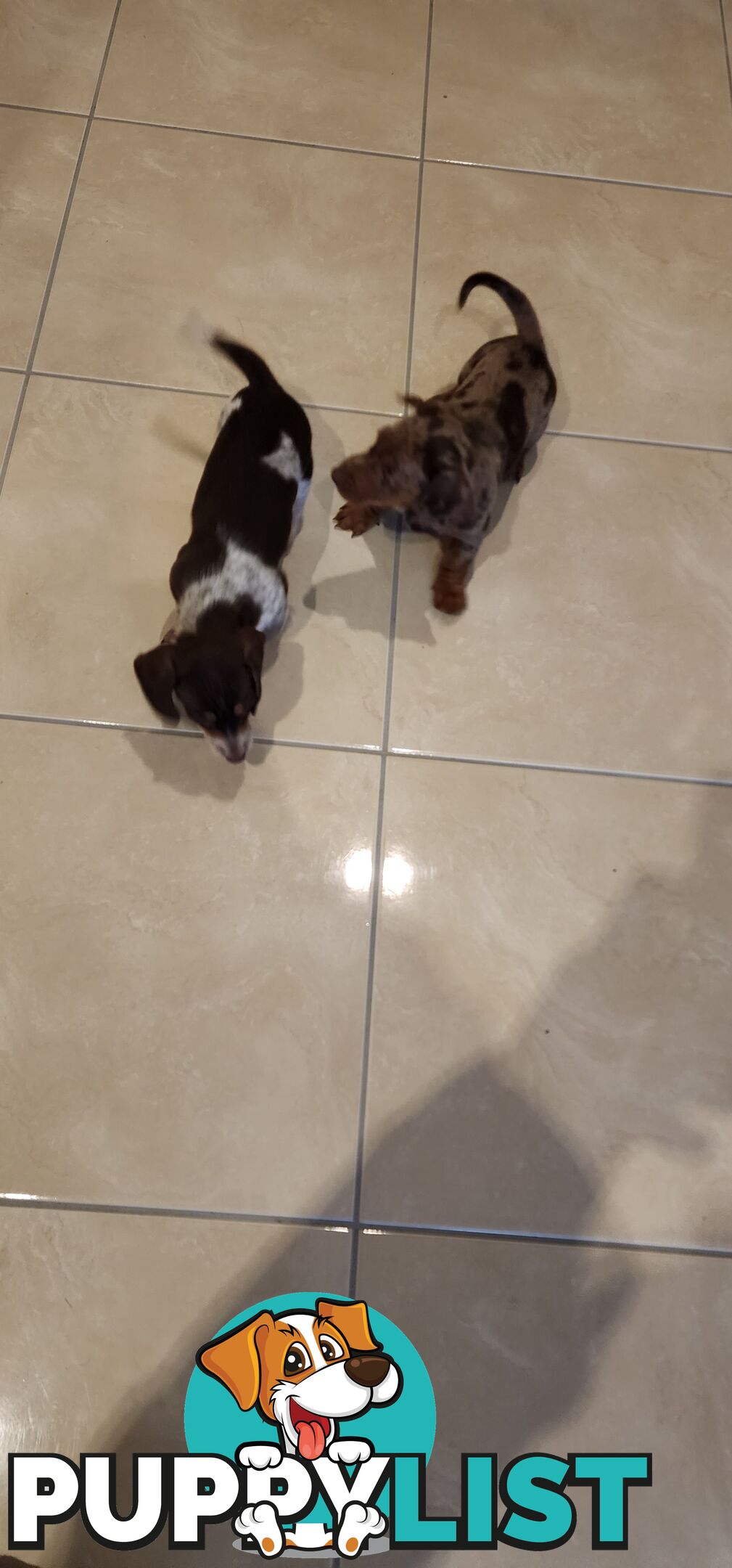 Dachshunds pure mini for Sale