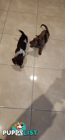 Dachshunds pure mini for Sale