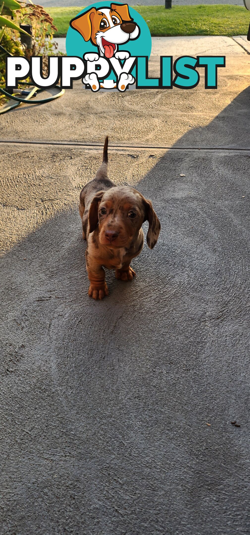 Dachshunds pure mini for Sale
