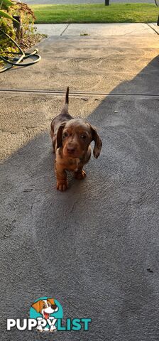 Dachshunds pure mini for Sale