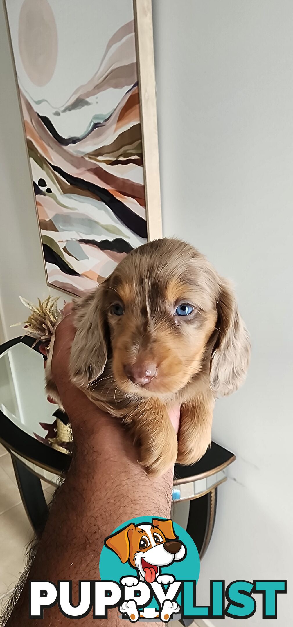 Dachshunds pure mini for Sale
