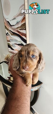 Dachshunds pure mini for Sale