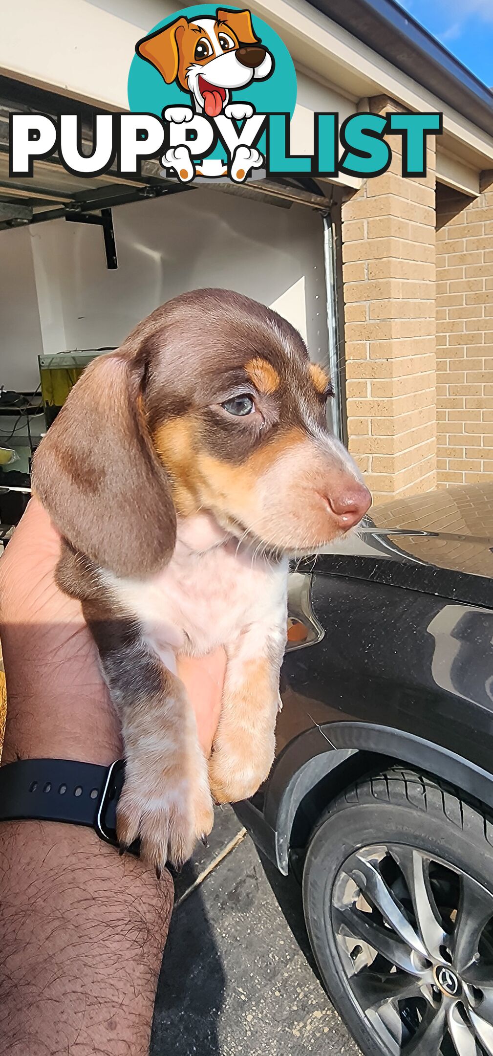 Dachshunds pure mini for Sale