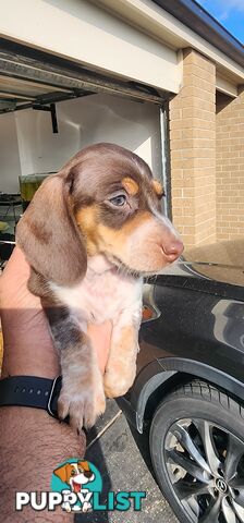 Dachshunds pure mini for Sale
