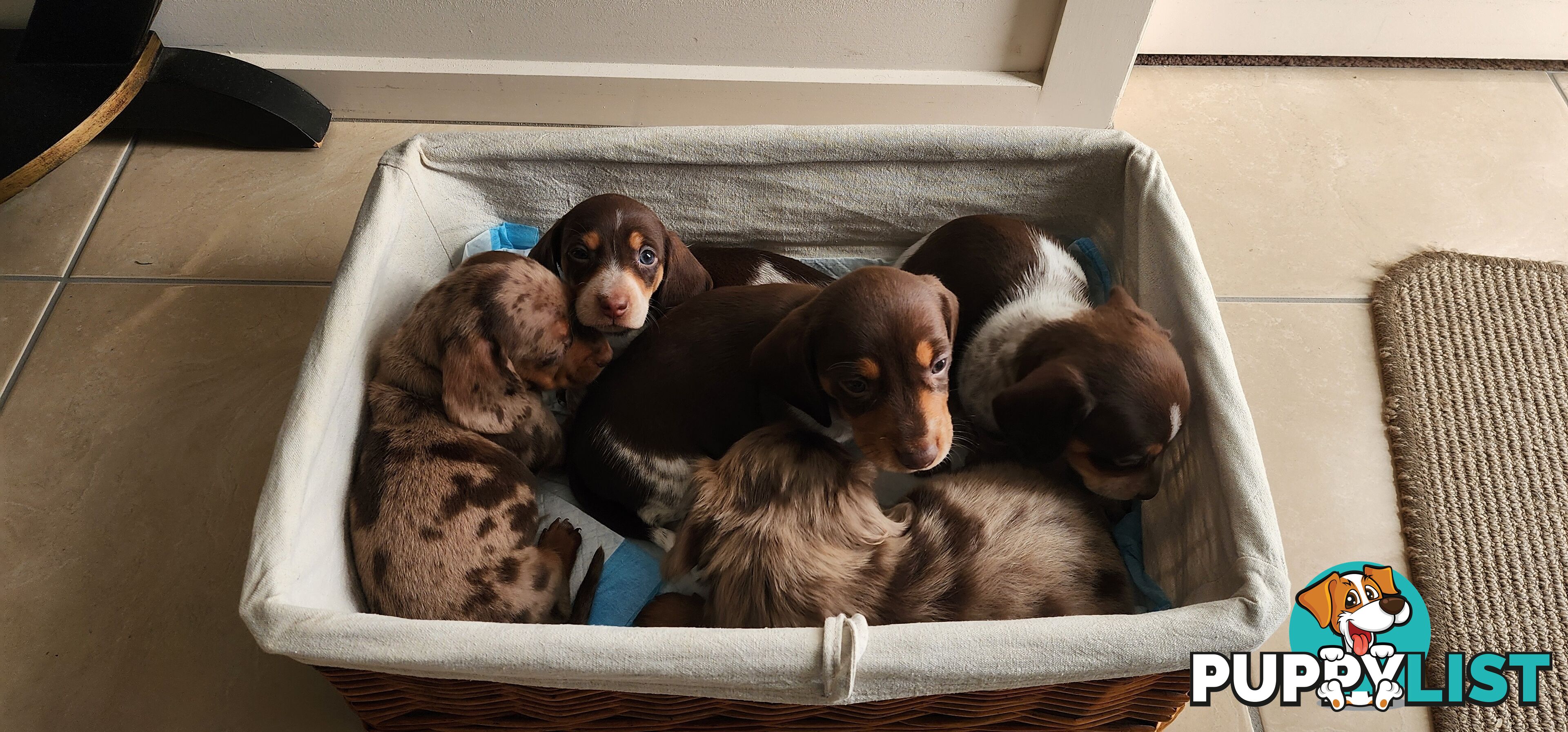 Dachshunds pure mini for Sale