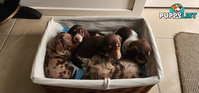 Dachshunds pure mini for Sale