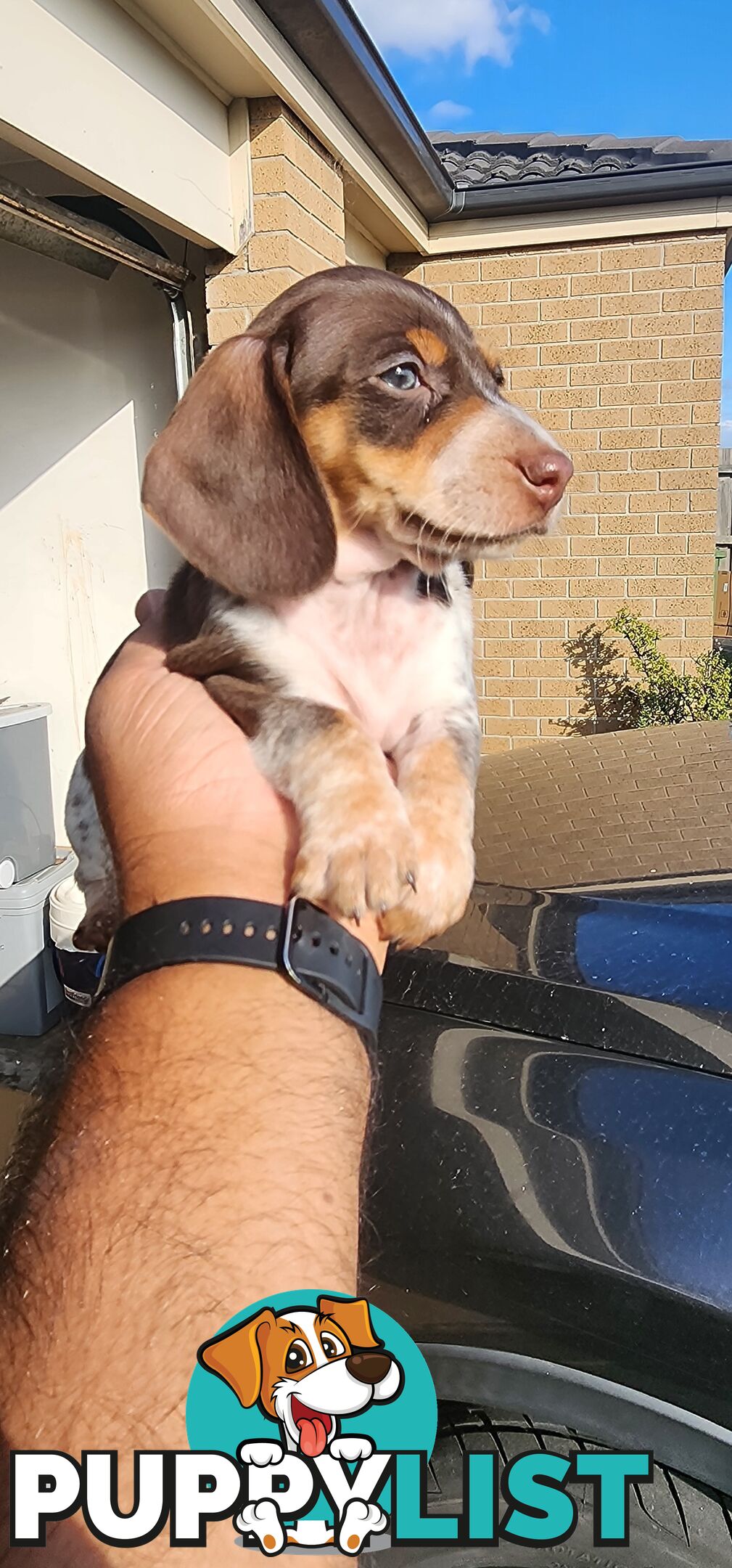 Dachshunds pure mini for Sale