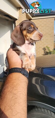 Dachshunds pure mini for Sale