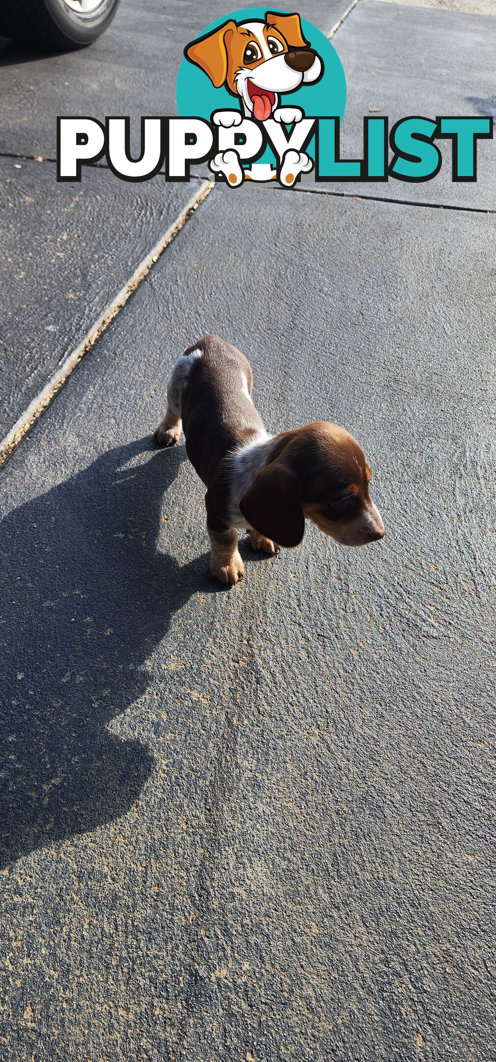 Dachshunds pure mini for Sale